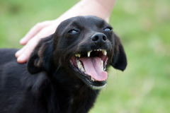 phoca_thumb_l_IMG_7477_resize