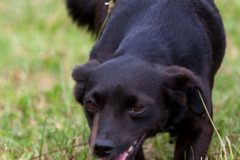 phoca_thumb_l_IMG_7488_resize