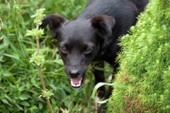 phoca_thumb_l_IMG_7491_resize
