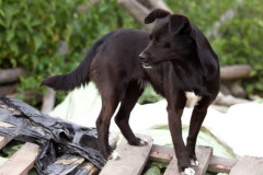 phoca_thumb_l_IMG_7496_resize