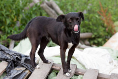 phoca_thumb_l_IMG_7497_resize