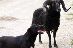 phoca_thumb_l_IMG_7570_resize