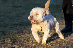 phoca_thumb_l_IMG_8774_resize