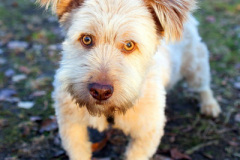 phoca_thumb_l_IMG_8810_resize