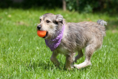 phoca_thumb_l_IMG_5082_resize