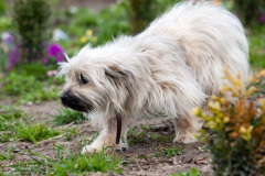 phoca_thumb_l_IMG_2725_resize