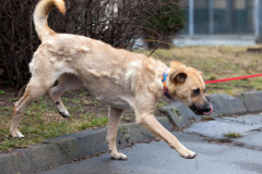 phoca_thumb_l_IMG_2203_resize