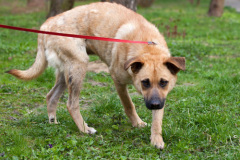 phoca_thumb_l_IMG_2936_resize