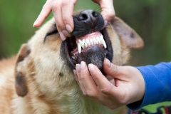 phoca_thumb_l_IMG_2942_resize