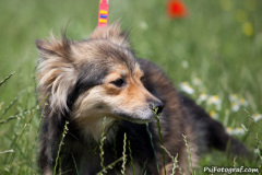 phoca_thumb_l_IMG_4852_resize