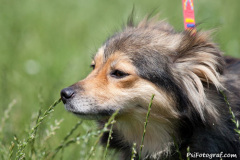 phoca_thumb_l_IMG_4853_resize