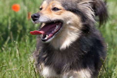 phoca_thumb_l_IMG_4854_resize