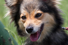 phoca_thumb_l_IMG_4855_resize