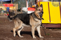 phoca_thumb_l_IMG_7597_resize