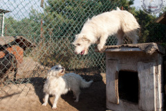 phoca_thumb_l_IMG_7629_resize