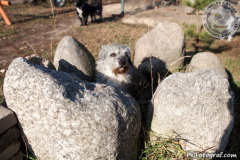 phoca_thumb_l_IMG_7661_resize