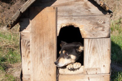 phoca_thumb_l_IMG_7816_resize