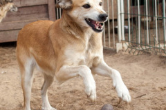 phoca_thumb_l_IMG_7971_resize