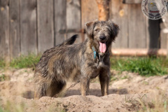phoca_thumb_l_IMG_7987_resize