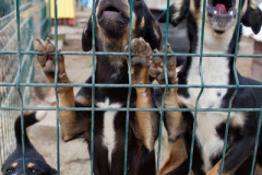 phoca_thumb_l_IMG_8021_resize