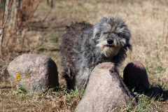 phoca_thumb_l_IMG_2360_resize