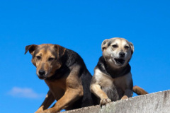 phoca_thumb_l_IMG_2433_resize