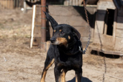 phoca_thumb_l_IMG_2462_resize