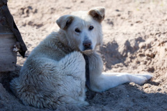 phoca_thumb_l_IMG_2572_resize