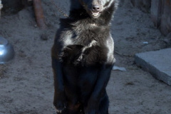 phoca_thumb_l_IMG_2667_resize