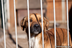 phoca_thumb_l_IMG_2682_resize