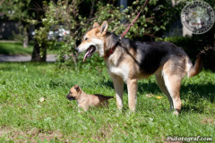 phoca_thumb_l_IMG_5520_resize
