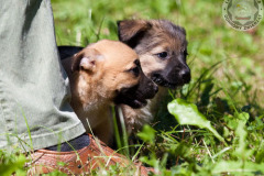 phoca_thumb_l_IMG_5522_resize