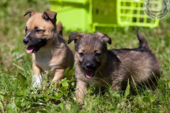 phoca_thumb_l_IMG_5548_resize