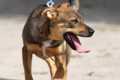 phoca_thumb_l_IMG_6266_resize