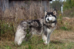 phoca_thumb_l_IMG_6291_resize