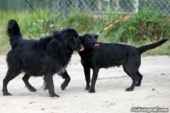 phoca_thumb_l_IMG_6335_resize