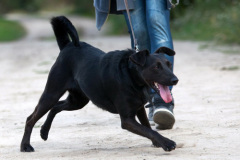 phoca_thumb_l_IMG_6382_resize