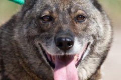 phoca_thumb_l_IMG_6418_resize