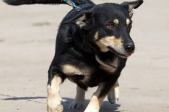 phoca_thumb_l_IMG_6563_resize