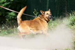 phoca_thumb_l_IMG_6594_resize