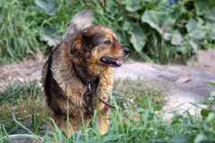 phoca_thumb_l_IMG_6762_resize