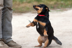 phoca_thumb_l_IMG_6853_resize