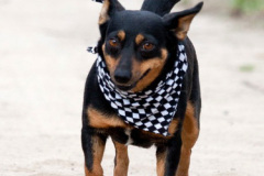 phoca_thumb_l_IMG_6871_resize