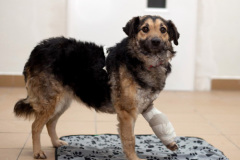 phoca_thumb_l_IMG_0295_resize