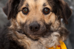 phoca_thumb_l_IMG_0313_resize