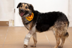 phoca_thumb_l_IMG_0316_resize