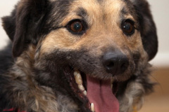 phoca_thumb_l_IMG_0318_resize