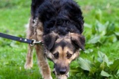 phoca_thumb_l_IMG_2960_resize