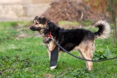 phoca_thumb_l_IMG_2962_resize