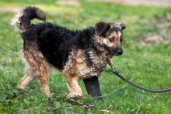 phoca_thumb_l_IMG_2964_resize